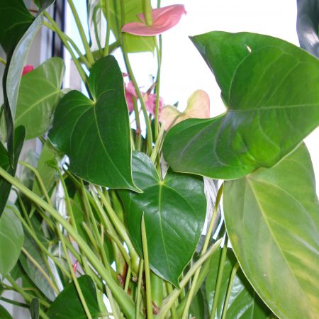 Anthurium